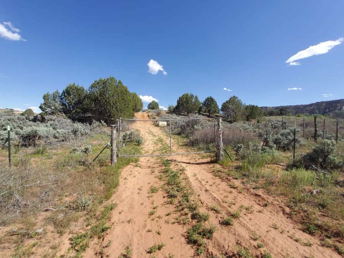 BLM 43 photo 3