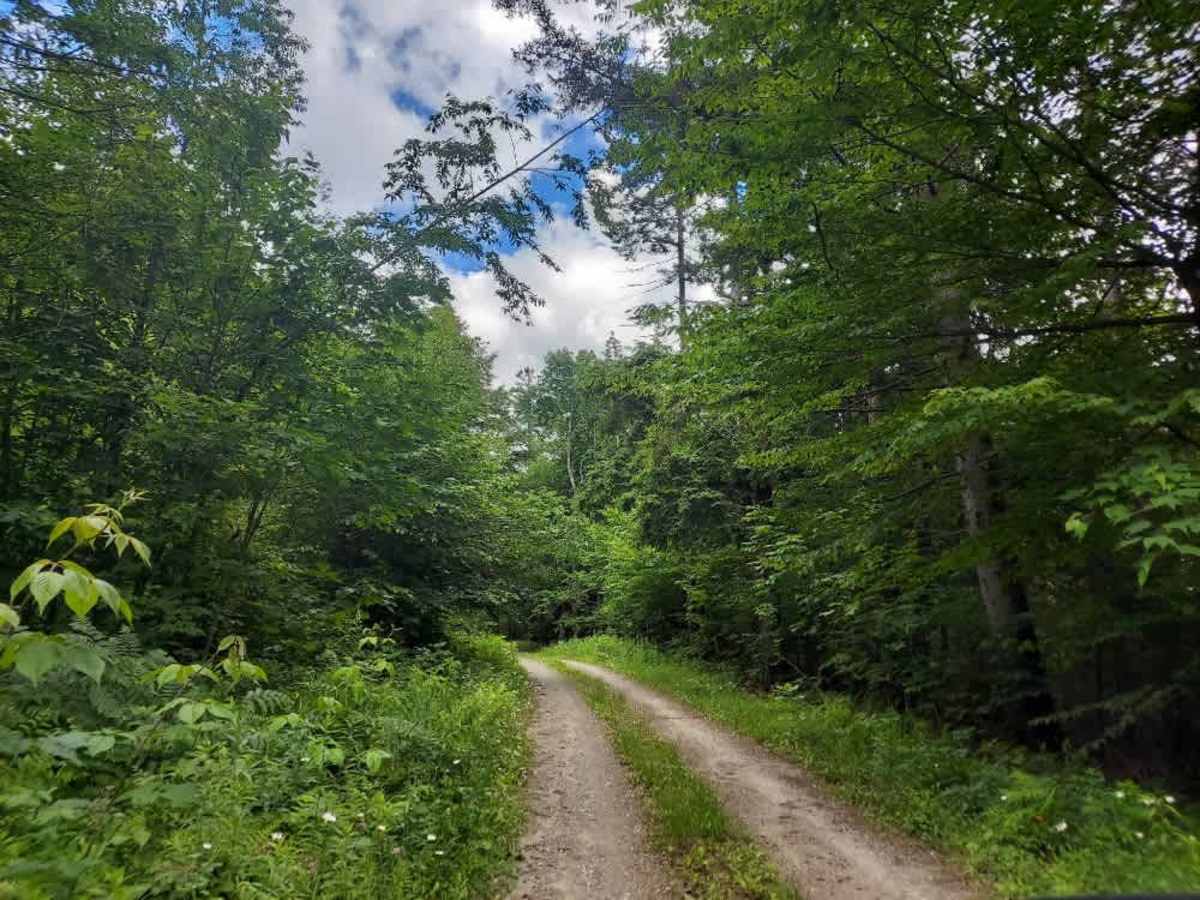 Bruyn Road trail photo