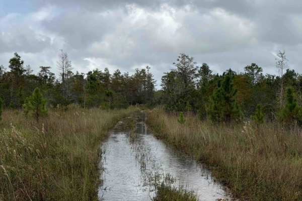 Road 3 Loop - Three Lakes WMA