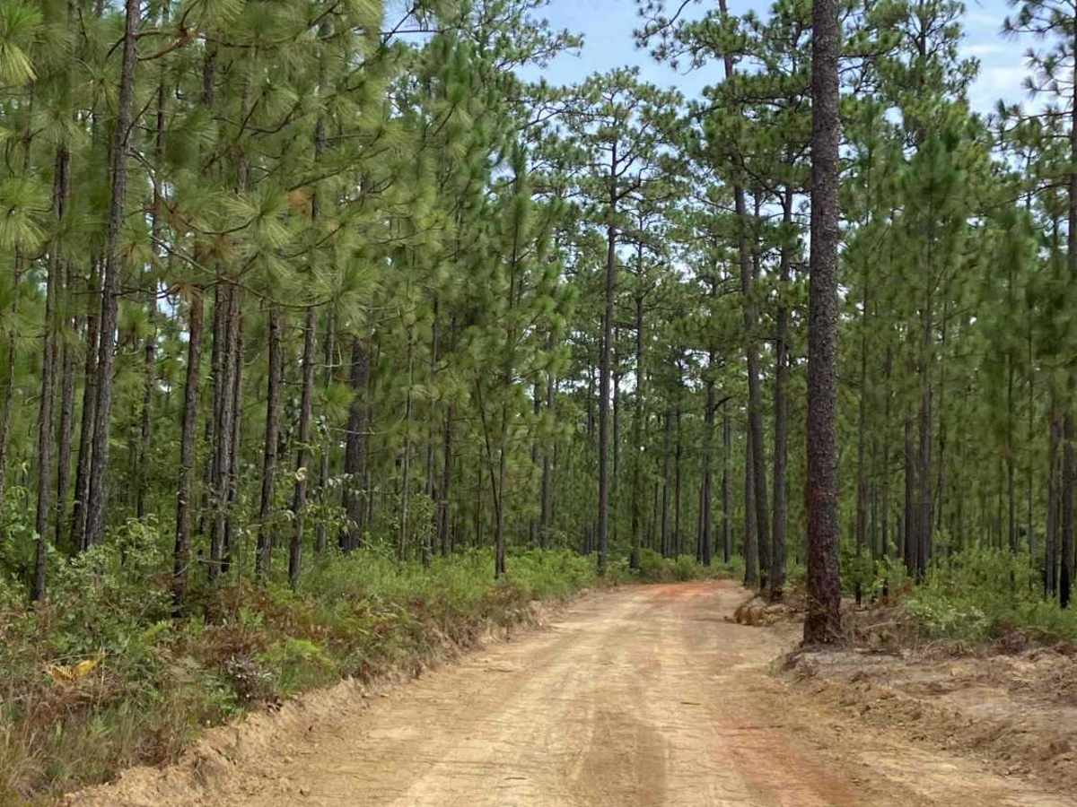 C44 East trail photo