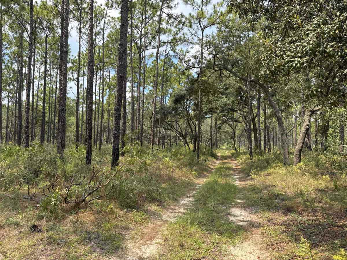 Trail 18a - Citrus WMA photo 5