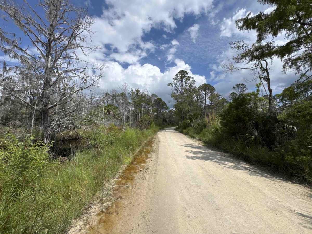 Homus Pond Road trail photo