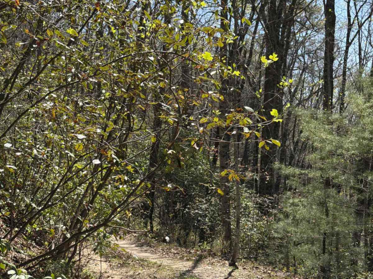 Stonewall Knob - FS 416 photo 4