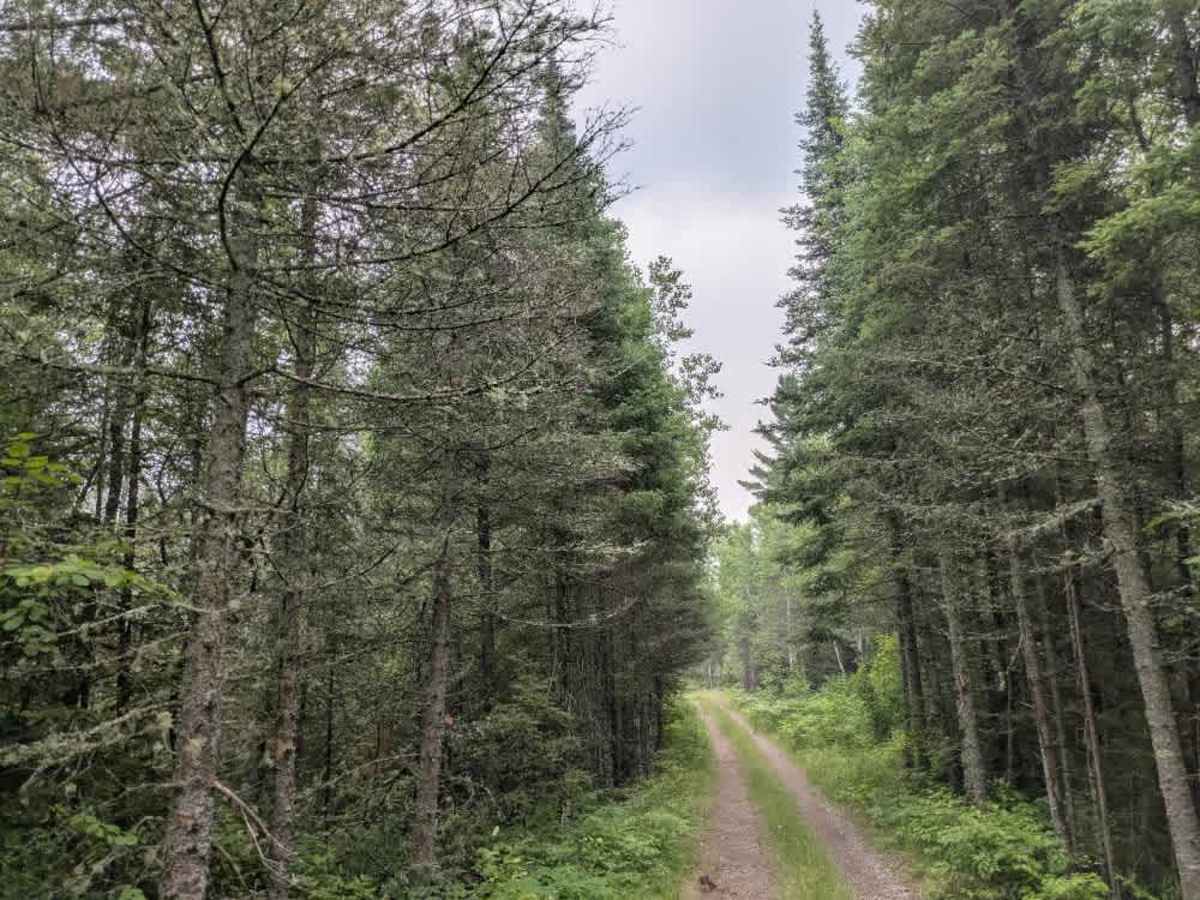 McDougal Lake Spur photo 6
