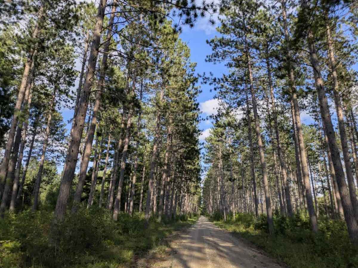 Bednar Forest Road photo 5