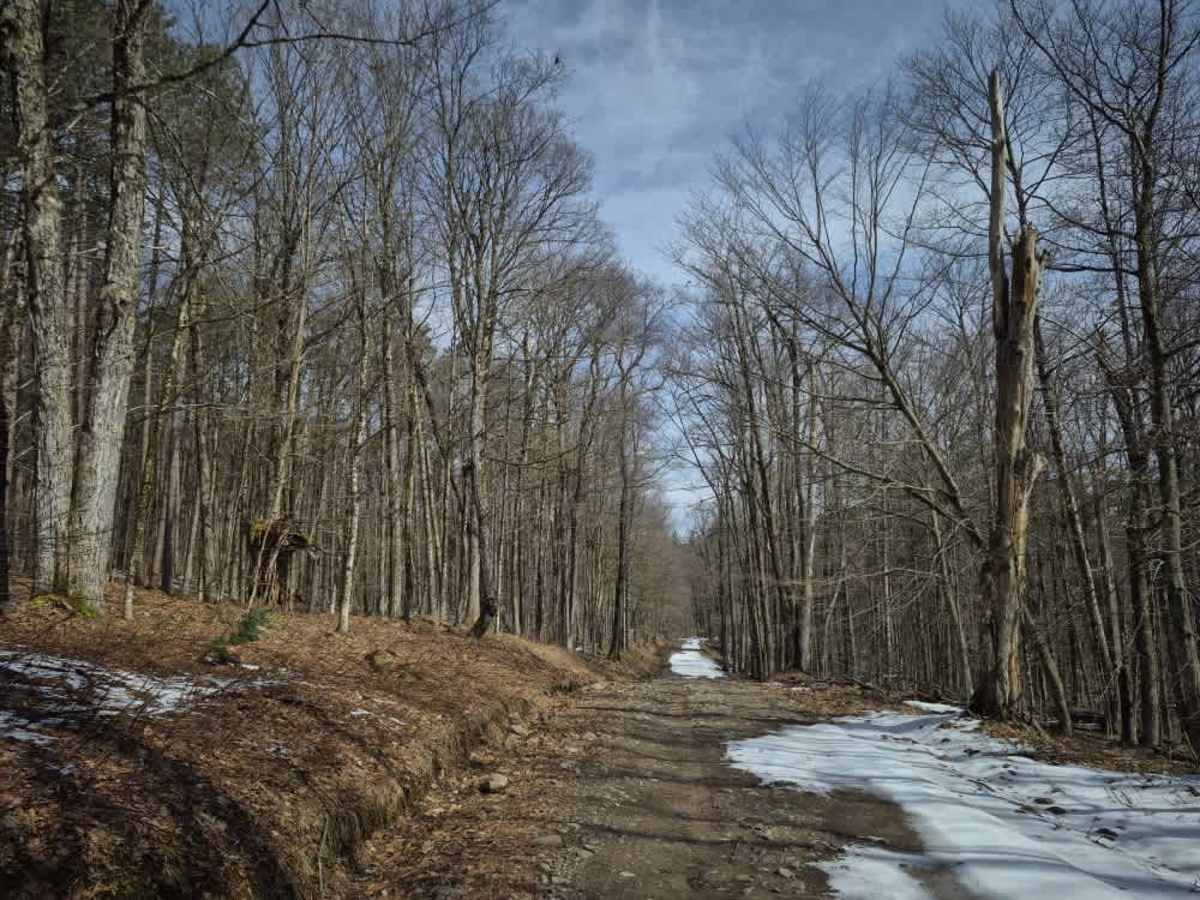 Hanifin Road trail photo