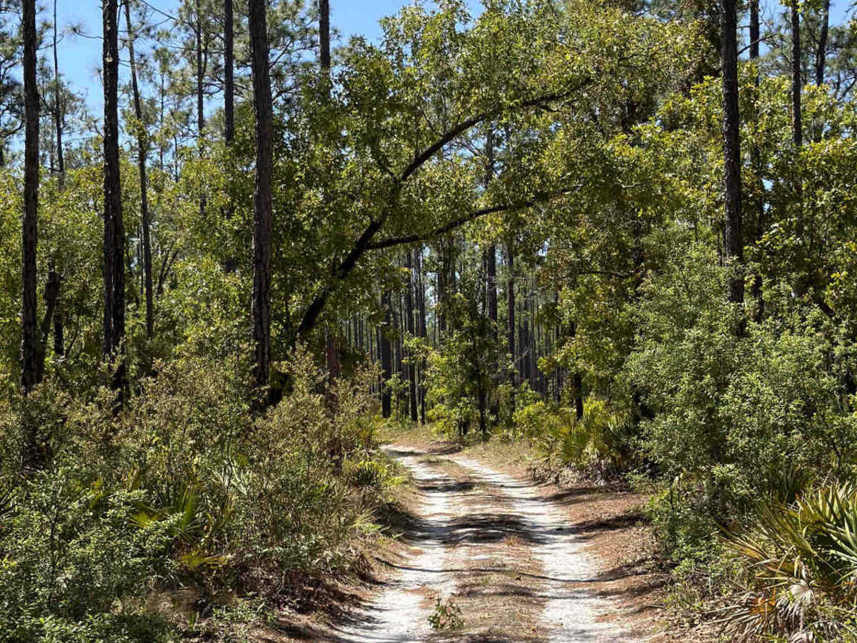 Saplin Head Swamp - FS 107 photo 5