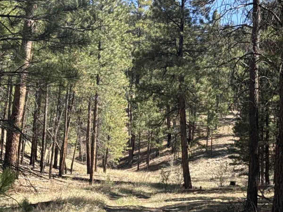The Arizona Trail - FS 101 photo 6