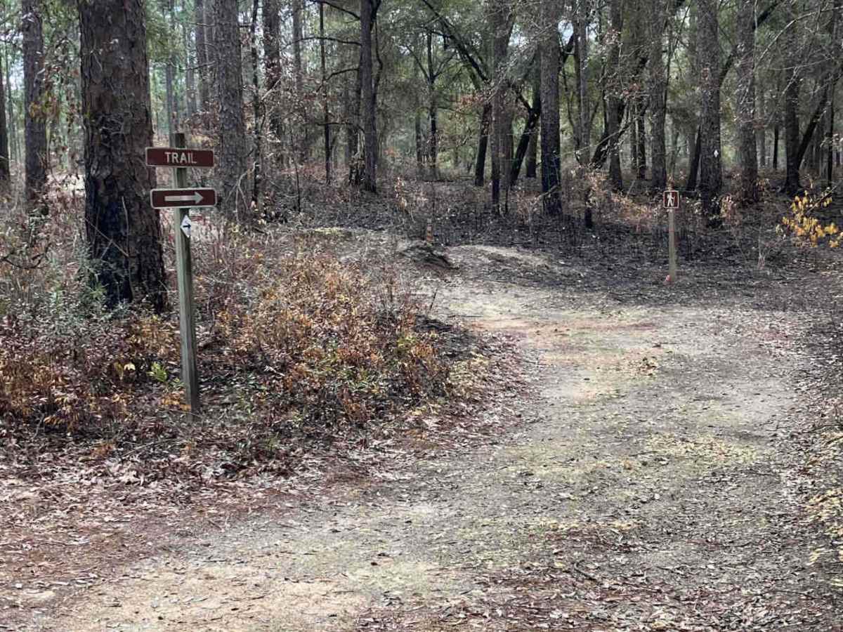 Loop Road - FS 335 photo 5