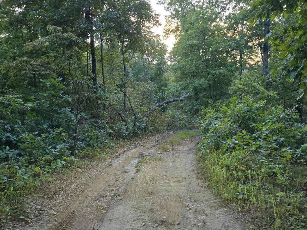 Squatch Street photo 5