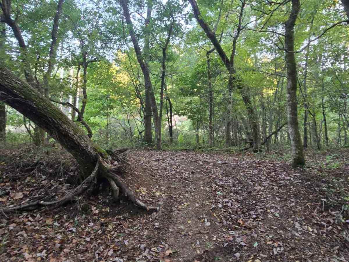 Paw Paw Path photo 5