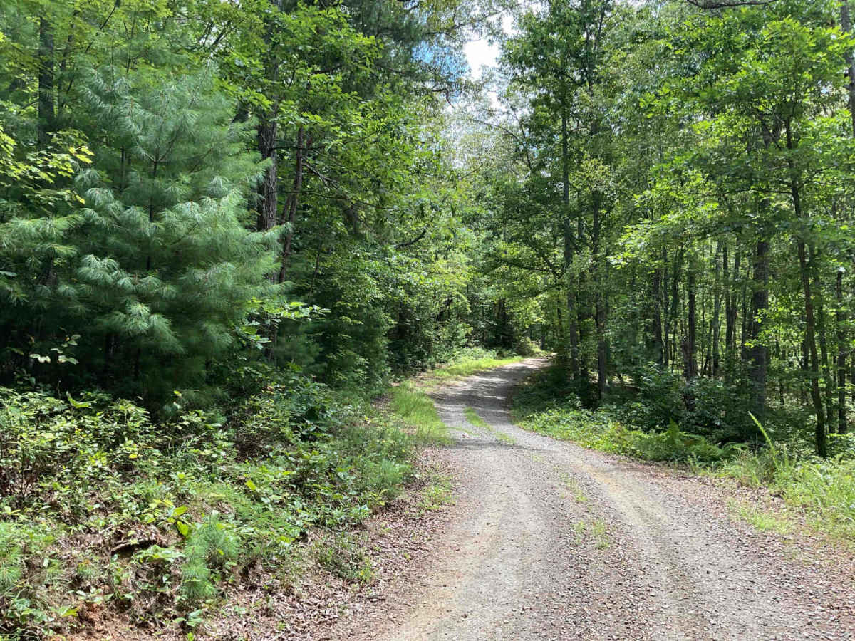 Beech Creek Road - FS 307 photo 6