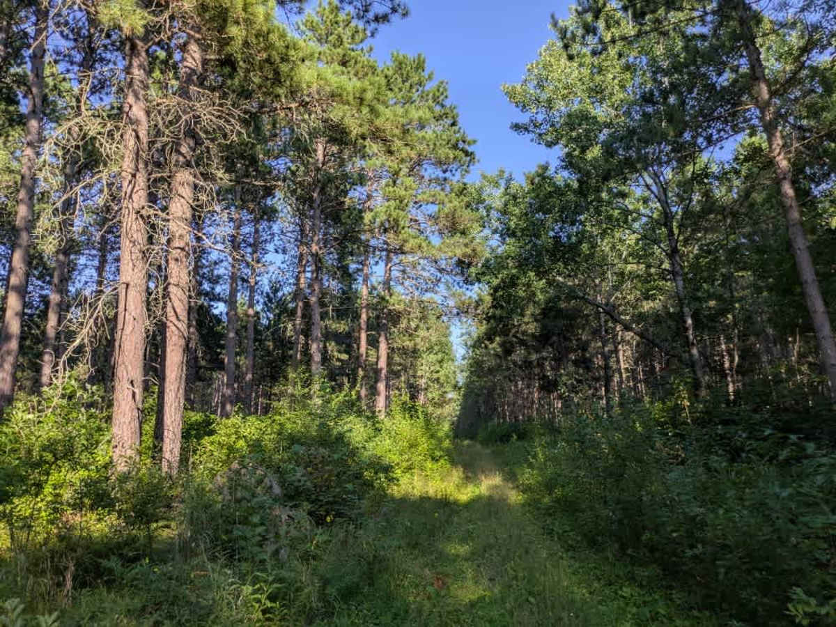 2946 trail photo