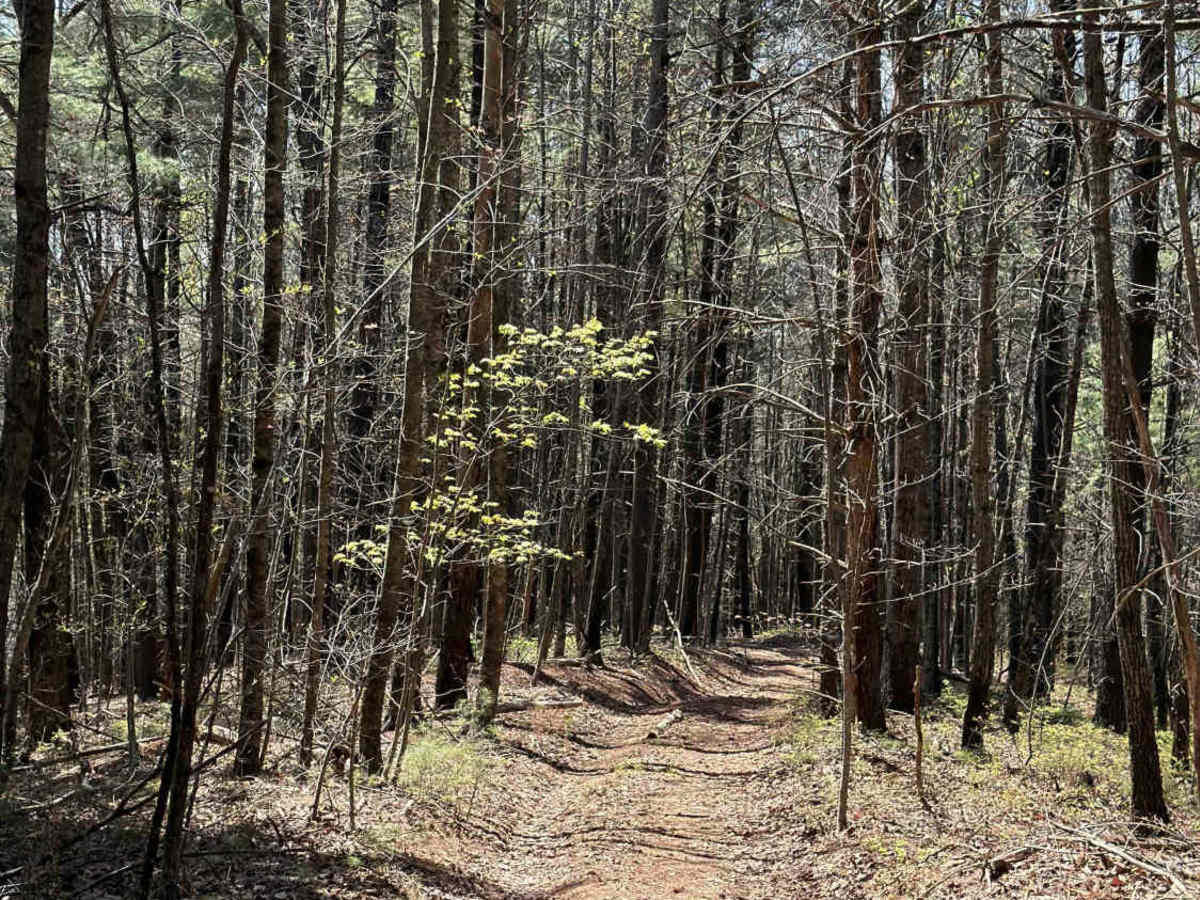 Stonewall Knob Spur photo 3