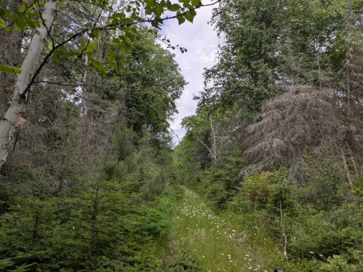 Forest Service Road 406 photo 3