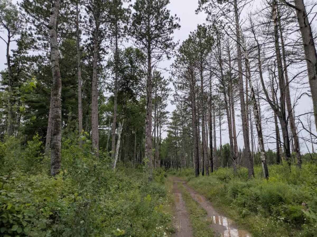 Jackpot Trail photo 5