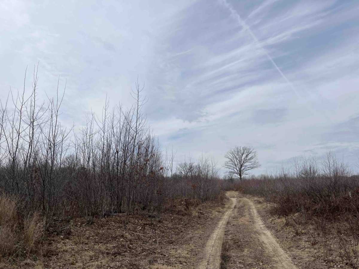 Lone Oak photo 3