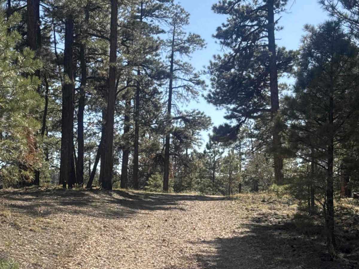 The Great Western Trail - FS 258K photo 3