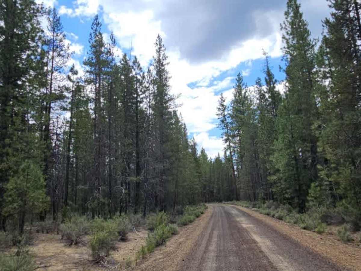 FS 4990000 trail photo