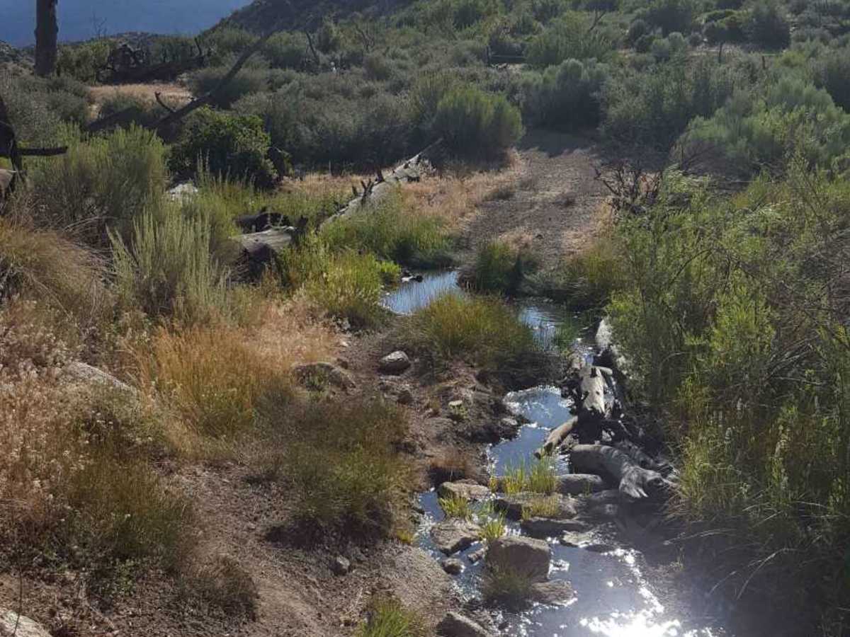 Yellowjacket Singletrack - FS 20W24 photo 2