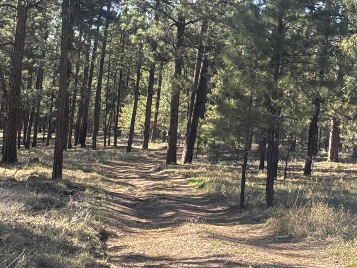 The Great Western Trail - FS 258K photo 5
