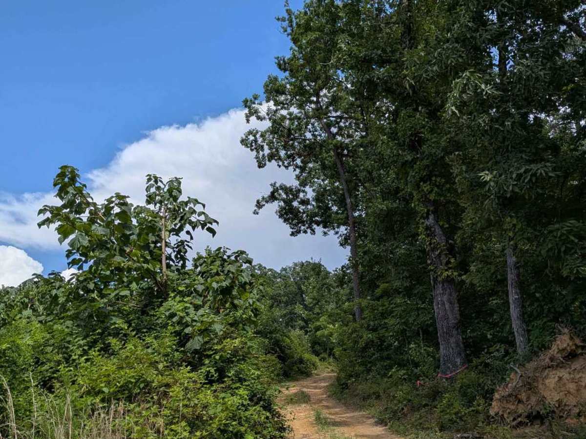 Hicks Gap Road trail photo