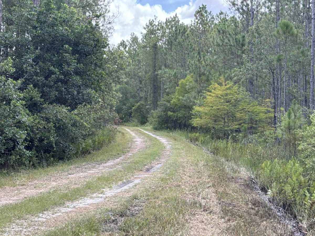 Bear Island Road photo 4
