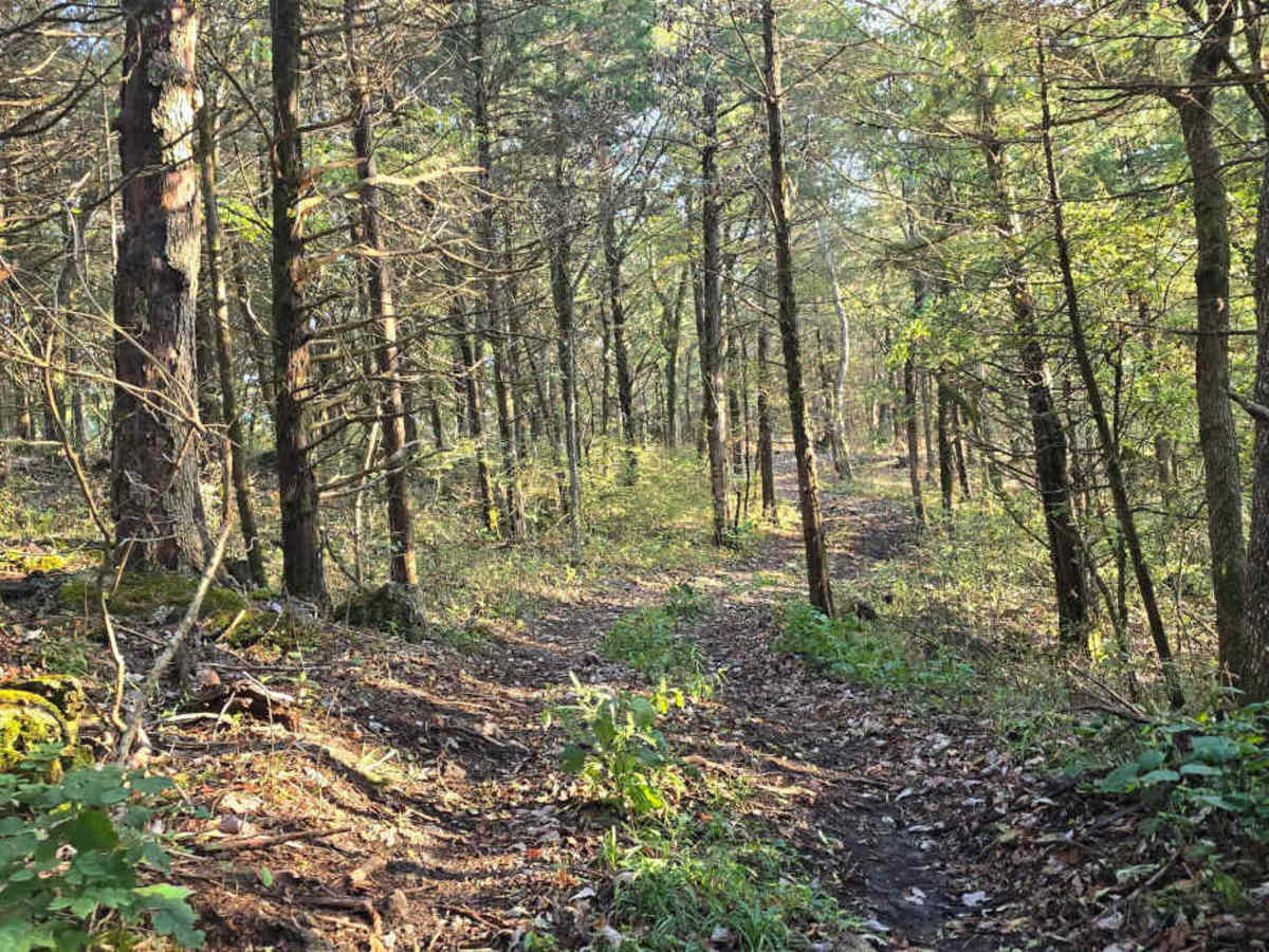 Cedar Ridge trail photo