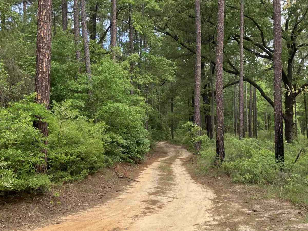 S86 trail photo