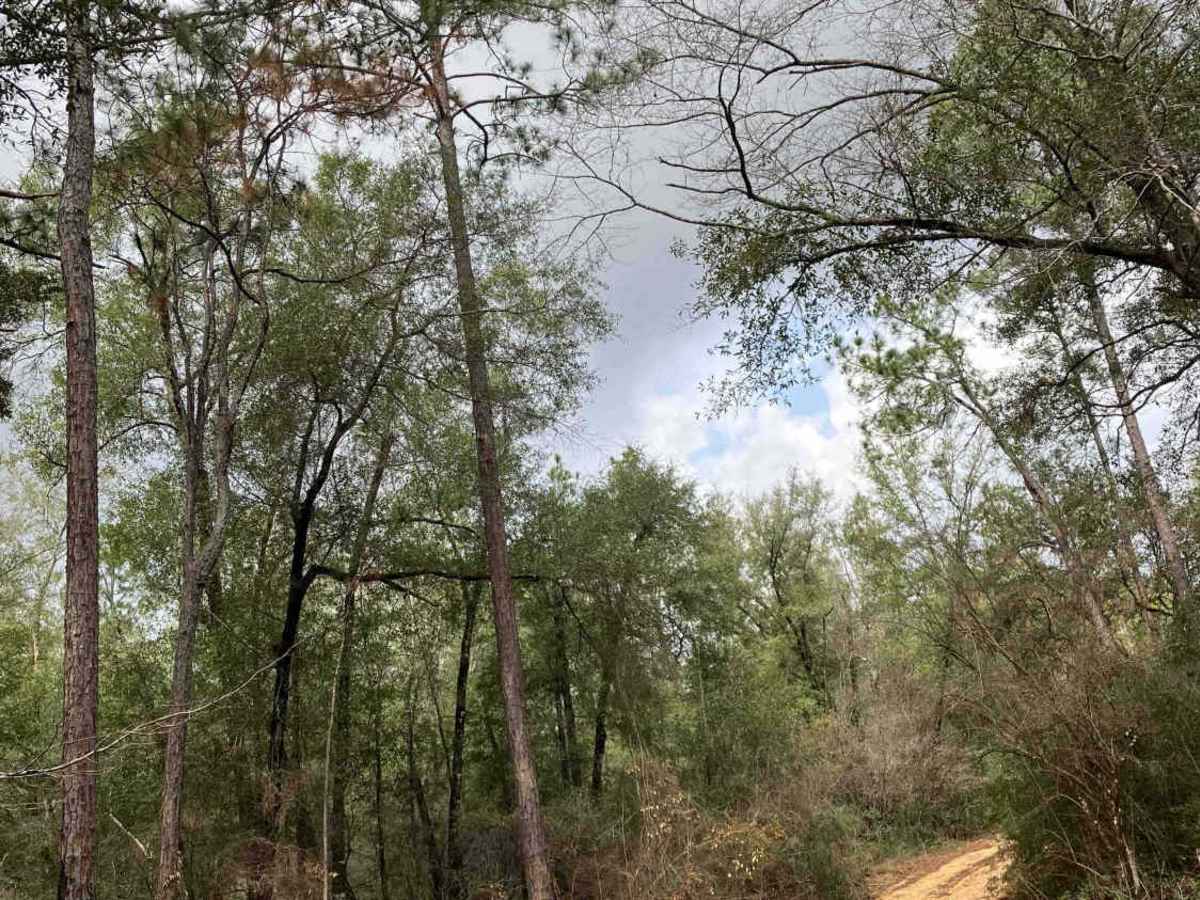 Loop Road - FS 335 photo 6