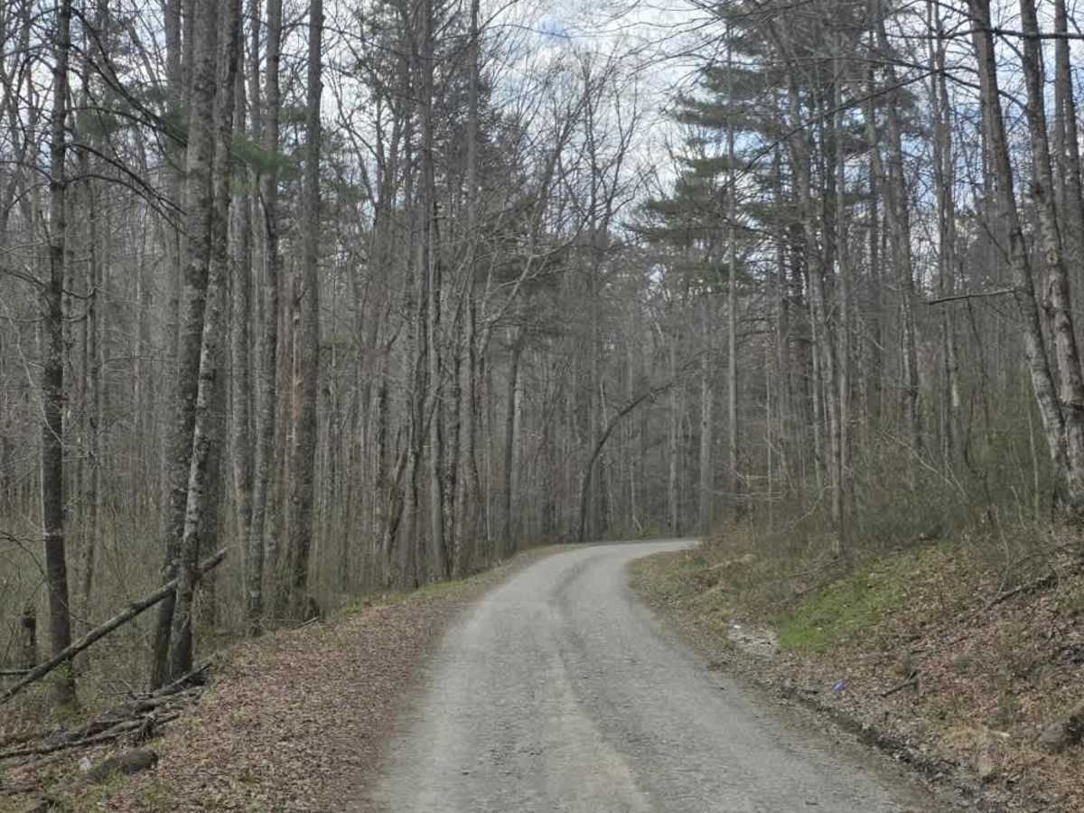 Old Flatwoods photo 4