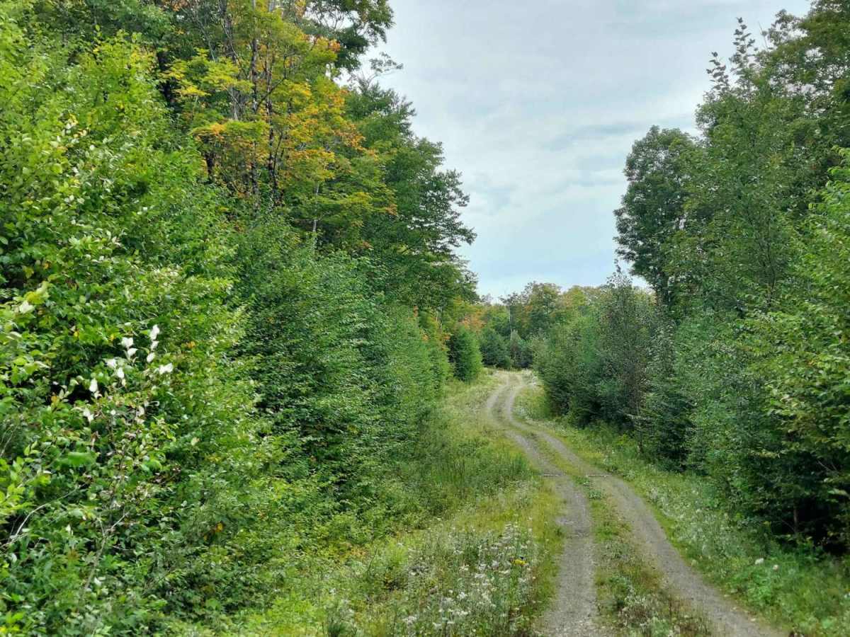 Perley Road trail photo