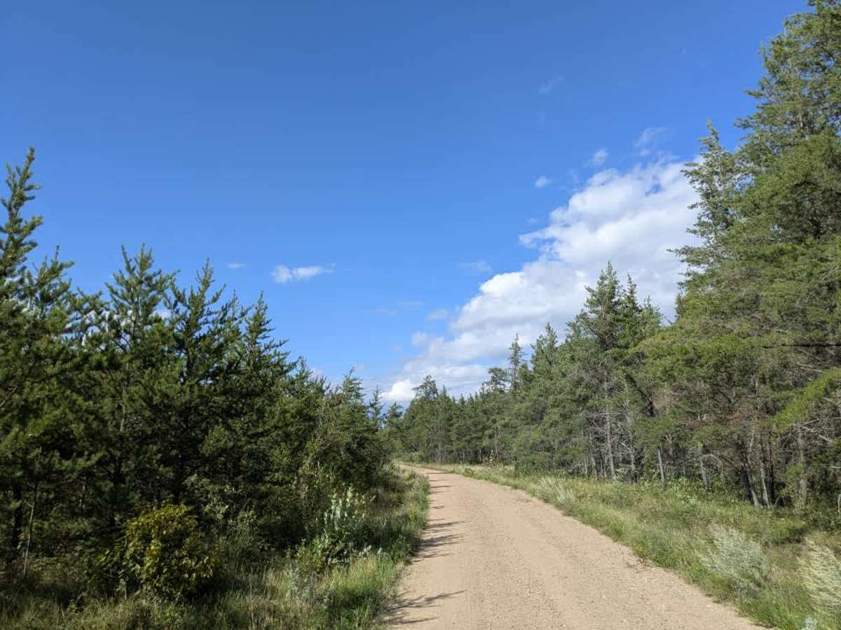 Root Forest Road photo 3