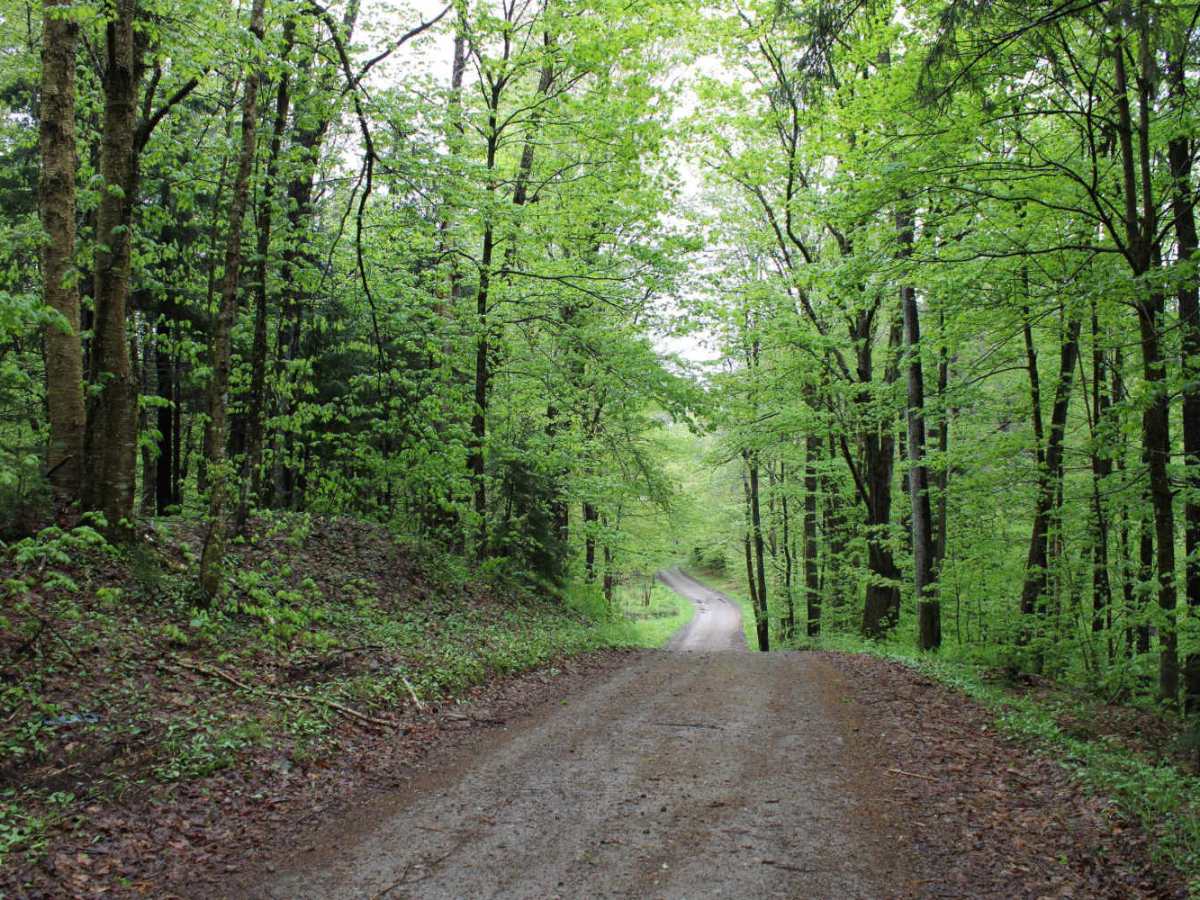 Dolan Road photo 3