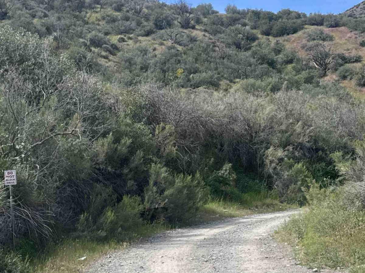 FS 483 trail photo