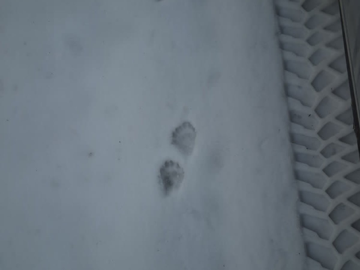 Hanifin Road photo 3