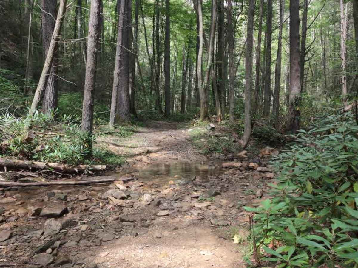 Virginia Highlands Horse Trail Spur D photo 6