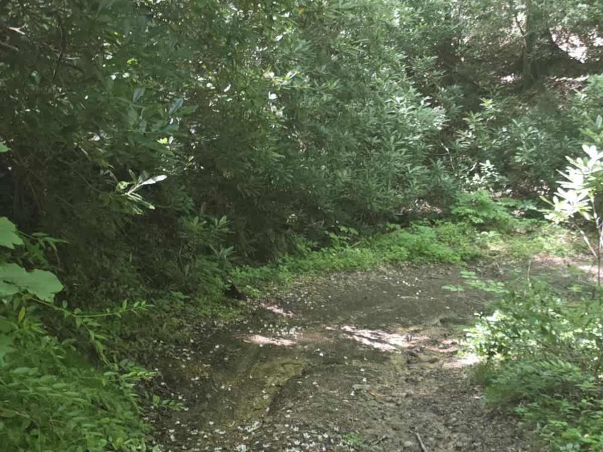 Bear Branch photo 6