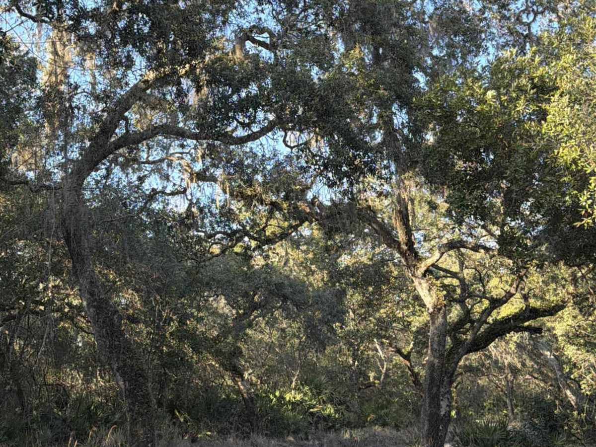 Lake Kerr Key - FS 316 photo 2