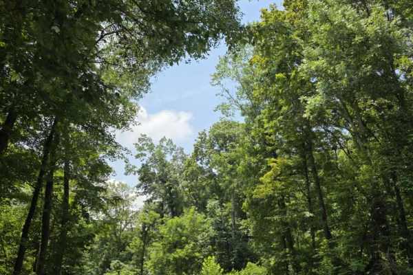 Sneed Hollow Road