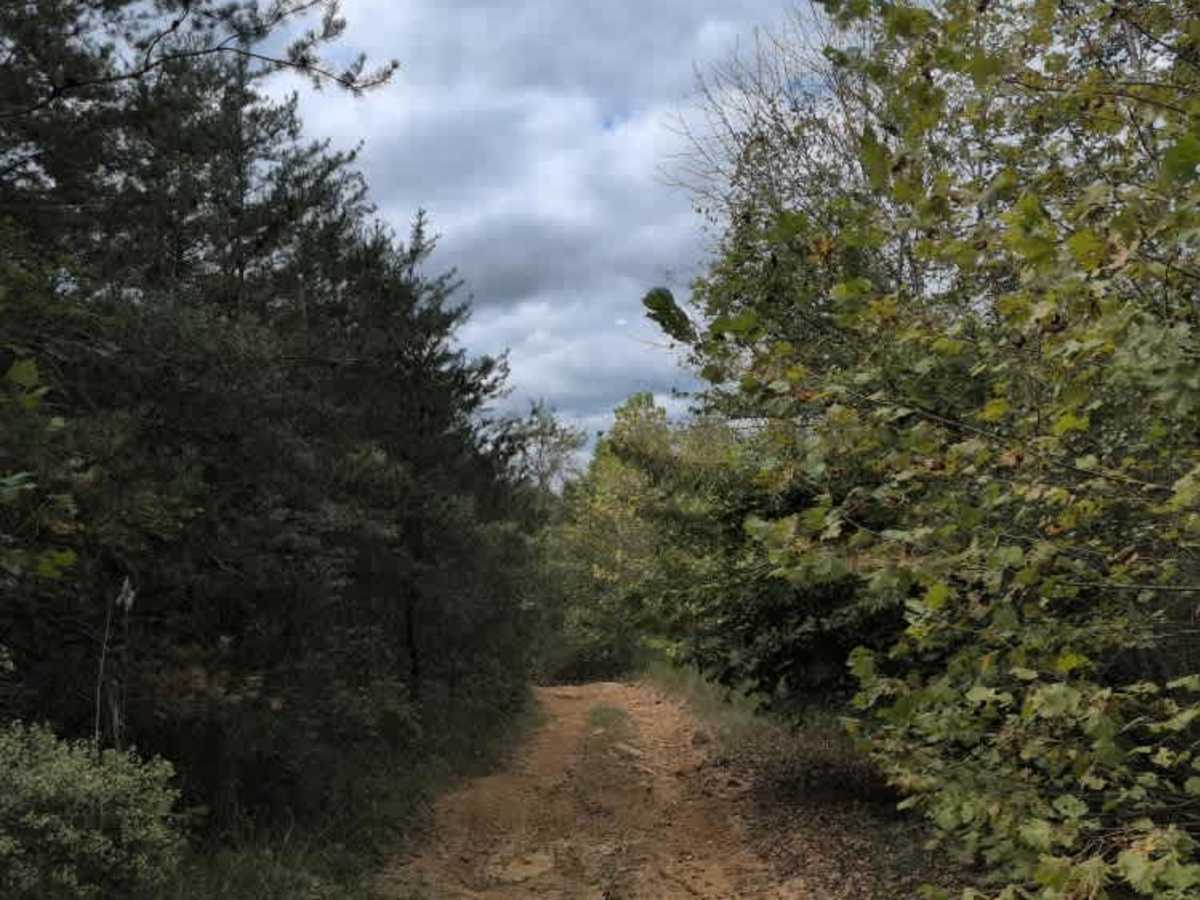 #38 Brokefoot Viewing Trail photo 3