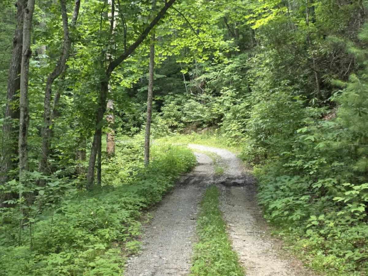 Rattlesnake Road photo 6