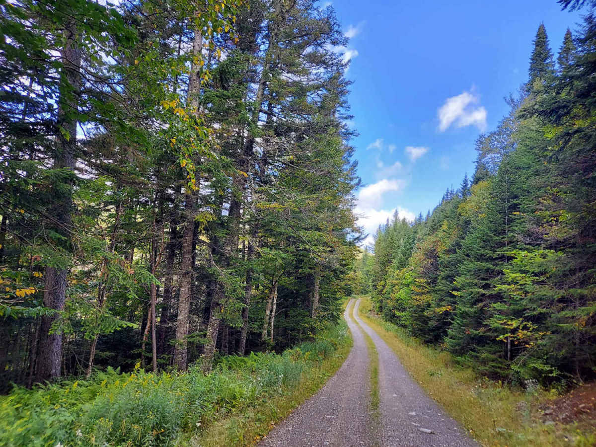 Scott Bog Road trail photo