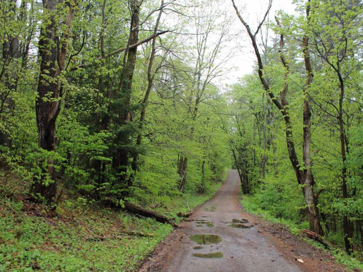 Dolan Road trail photo