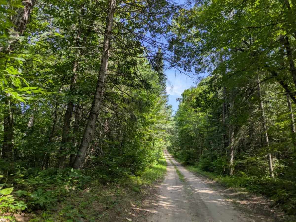 Forest Road 3448 photo 4