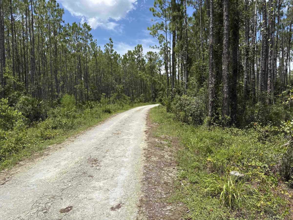 Woody Road Loop photo 4