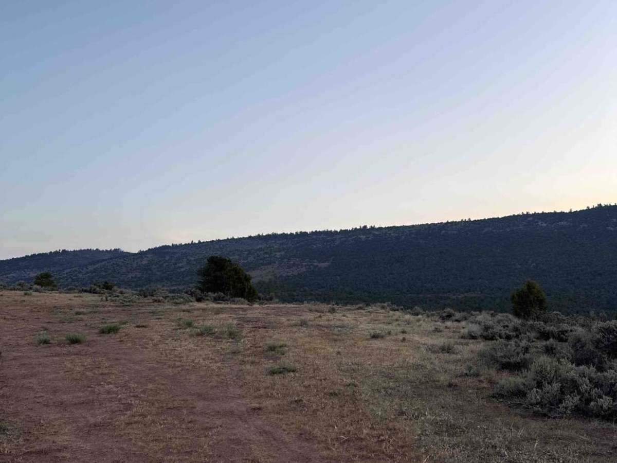 BLM 8621 photo 2