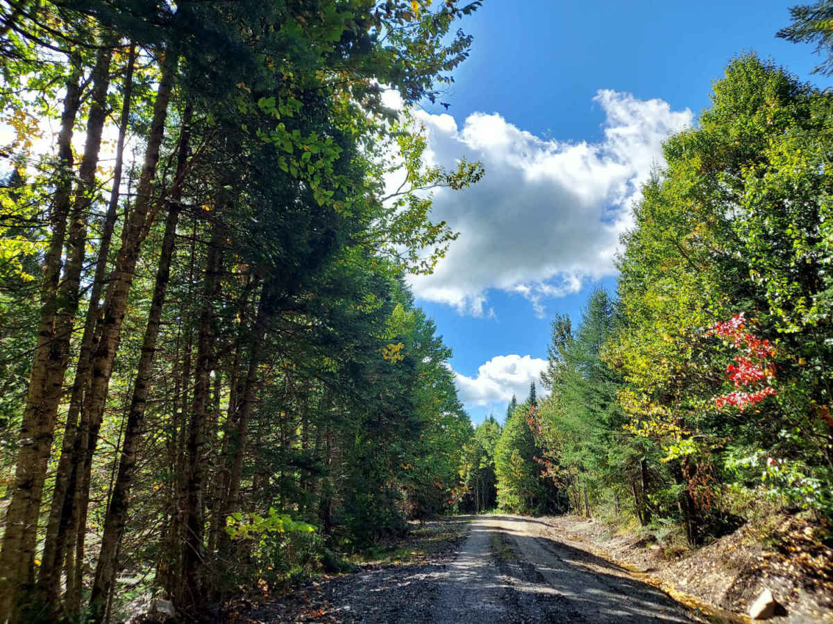 Ingersoll Brook Road trail photo