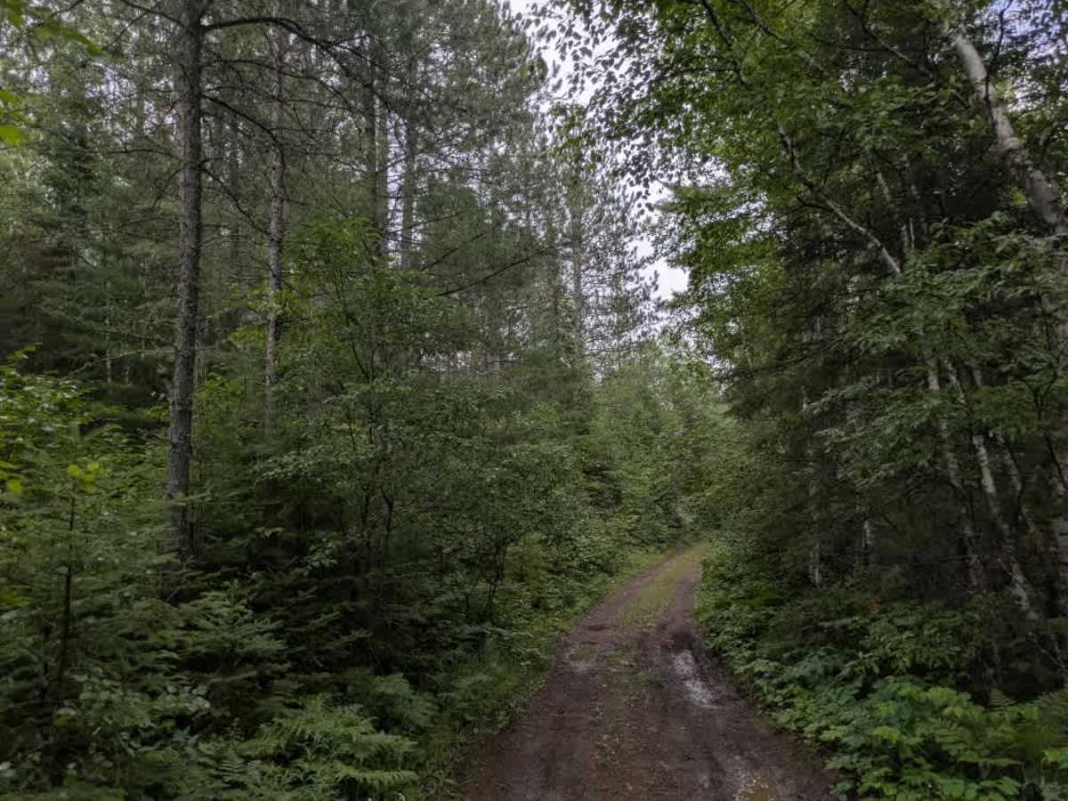 Gander Lake trail photo