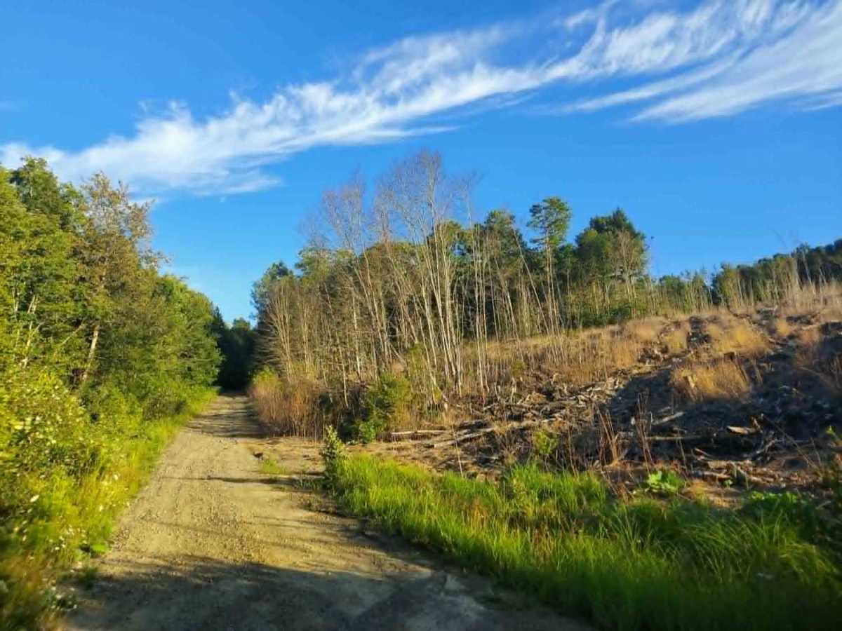 Carlisle Brook Trail photo 4
